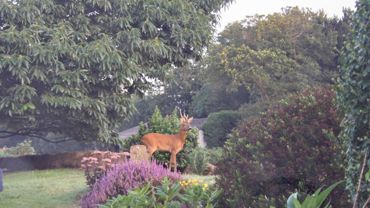 Breizh A-Gevret Bed and Breakfast Lannion Exterior foto